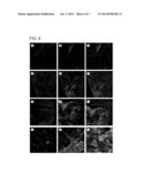 COMPOSITIONS FOR DIRECTING ADIPOSE-DERIVED STEM CELLS TO A CHONDROGENIC     DIFFERENTIATION AND METHODS OF USE THEREFOR diagram and image