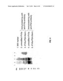 FACTOR VIIA-POLYSIALIC ACID CONJUGATES HAVING PROLONGED IN VIVO HALF-LIFE diagram and image