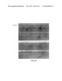 SURFACE, ANCHORED FC-BAIT ANTIBODY DISPLAY SYSTEM diagram and image