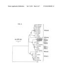 NOVEL SIMIAN T-CELL LYMPHOTROPIC VIRUS diagram and image