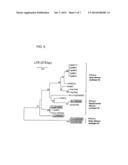 NOVEL SIMIAN T-CELL LYMPHOTROPIC VIRUS diagram and image