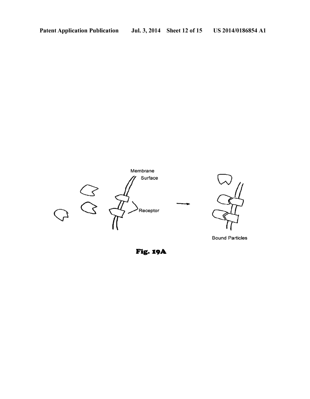 Method Using A Nonlinear Optical Technique for Detection of Interactions     Involving A Conformational Change - diagram, schematic, and image 13