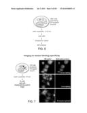 IN VIVO PROTEOMICS diagram and image