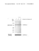 METHOD FOR ENHANCING THE PRODUCTION YIELD OF HUMAN PAPILLOMAVIRUS L1     PROTEIN diagram and image