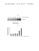 METHOD FOR ENHANCING THE PRODUCTION YIELD OF HUMAN PAPILLOMAVIRUS L1     PROTEIN diagram and image