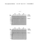 METHOD FOR ENHANCING THE PRODUCTION YIELD OF HUMAN PAPILLOMAVIRUS L1     PROTEIN diagram and image