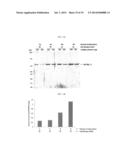 METHOD FOR ENHANCING THE PRODUCTION YIELD OF HUMAN PAPILLOMAVIRUS L1     PROTEIN diagram and image