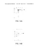 ISOLATED DNA POLYMERASES, KITS AND APPLICATIONS THEREOF diagram and image