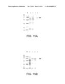 ISOLATED DNA POLYMERASES, KITS AND APPLICATIONS THEREOF diagram and image