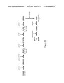 RECOMBINANT MICROBIAL CELLS THAT PRODUCE AT LEAST 28% EICOSAPENTAENOIC     ACID AS DRY CELL WEIGHT diagram and image