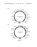 RECOMBINANT MICROBIAL CELLS THAT PRODUCE AT LEAST 28% EICOSAPENTAENOIC     ACID AS DRY CELL WEIGHT diagram and image