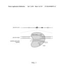 ENGINEERING AND OPTIMIZATION OF IMPROVED SYSTEMS, METHODS AND ENZYME     COMPOSITIONS FOR SEQUENCE MANIPULATION diagram and image