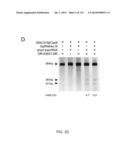 ENGINEERING AND OPTIMIZATION OF IMPROVED SYSTEMS, METHODS AND ENZYME     COMPOSITIONS FOR SEQUENCE MANIPULATION diagram and image