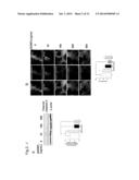 ENHANCING A POPULATION OF INSULIN RELEASING CELLS USING GFR Alpha-1     Agonists diagram and image