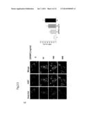 ENHANCING A POPULATION OF INSULIN RELEASING CELLS USING GFR Alpha-1     Agonists diagram and image