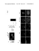 ENHANCING A POPULATION OF INSULIN RELEASING CELLS USING GFR Alpha-1     Agonists diagram and image