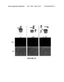 ANTIBACTERIAL AND PLASMID ELIMINATION AGENTS diagram and image