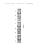 LOWER DOSAGE STRENGTH IMIQUIMOD FORMULATIONS AND SHORT DOSING REGIMENS FOR     TREATING GENITAL AND PERIANAL WARTS diagram and image