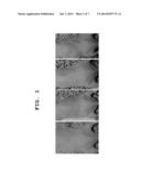 COMPOSITION FOR REDUCING SKIN WRINKLES INCLUDING PDE5 INHIBITOR diagram and image