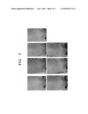 COMPOSITION FOR REDUCING SKIN WRINKLES INCLUDING PDE5 INHIBITOR diagram and image