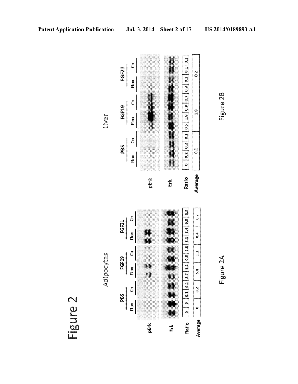 METHOD OF IDENTIFYING COMPOUNDS THAT SPECIFICALLY MODULATE THE INTERACTION     OF FGFR1 AND BETA KLOTHO - diagram, schematic, and image 03