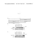 TECHNIQUE FOR CLEAVING OUT PART OF POLY(A) CHAIN AND/OR 3 -TERMINAL     SEQUENCE OF mRNA TO INHIBIT TRANSLATION REACTION diagram and image