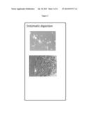 PREPARATION OF PARENTAL CELL BANK FROM FOETAL TISSUE diagram and image