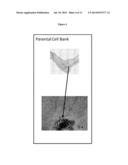 PREPARATION OF PARENTAL CELL BANK FROM FOETAL TISSUE diagram and image