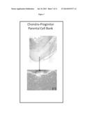 PREPARATION OF PARENTAL CELL BANK FROM FOETAL TISSUE diagram and image