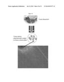 PREPARATION OF PARENTAL CELL BANK FROM FOETAL TISSUE diagram and image