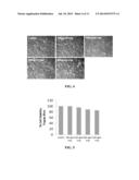 TREATMENT OF VASCULOPATHY WITH PROSTACYCLIN AND MESENCHYMAL STEM CELLS diagram and image