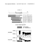 Membrane Transporter NaPi2b (SCL34A2) Epitope for Antibody Therapy,     Antibodies Directed Thereto, and Target for Cancer Therapy diagram and image
