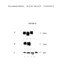 Membrane Transporter NaPi2b (SCL34A2) Epitope for Antibody Therapy,     Antibodies Directed Thereto, and Target for Cancer Therapy diagram and image