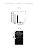 Dopamine Nanocapsules and Uses Thereof diagram and image