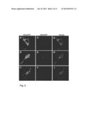 Compositions Of Functional Mitochondria And Uses Thereof diagram and image