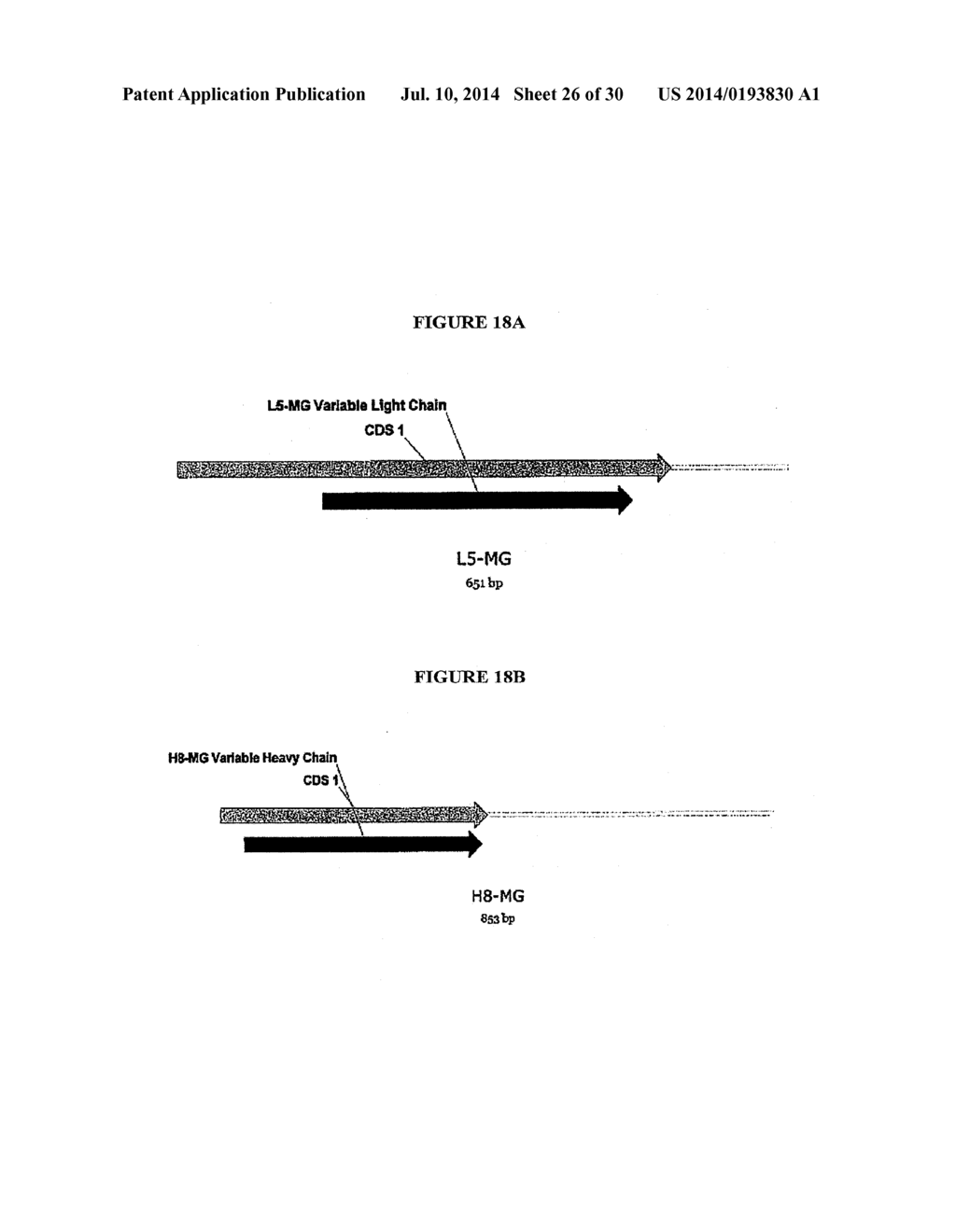 OPTICAL BIOSENSORS - diagram, schematic, and image 27