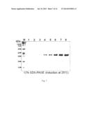 Method for Mass-Producing Antifreeze Protein Derived from Polar Yeast diagram and image