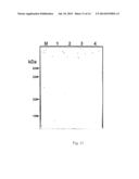 Method for Mass-Producing Antifreeze Protein Derived from Polar Yeast diagram and image