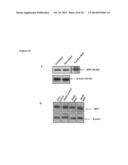 Vault Agents for Treating Chronic Kidney Disease diagram and image