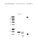 BIFUNCTIONAL PHOSPHONATE CHELATING AGENTS diagram and image