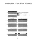 LOW-COST PROCESS-INDEPENDENT RF MEMS SWITCH diagram and image