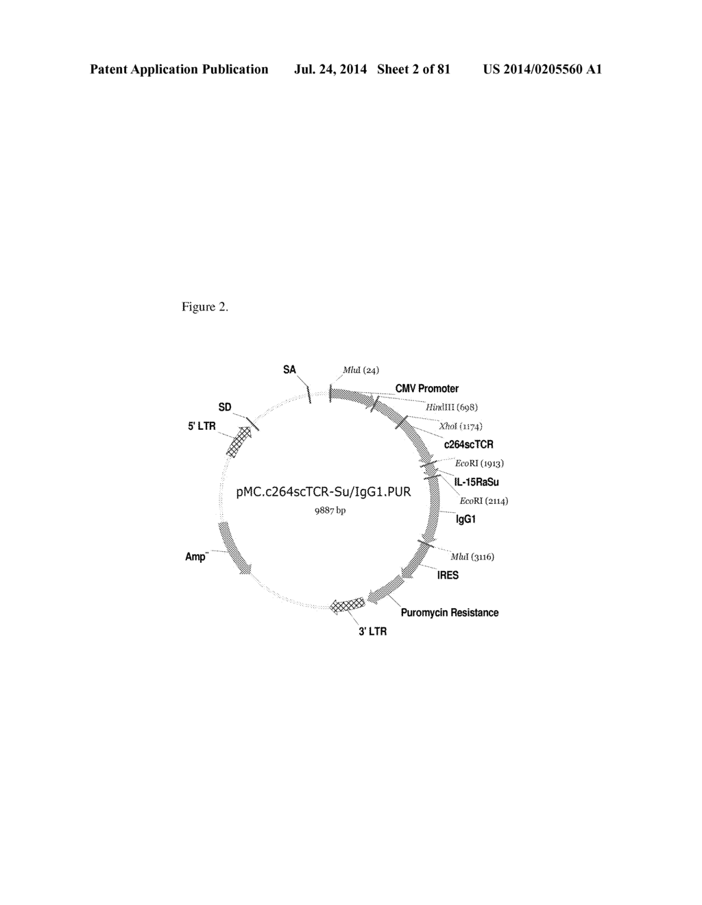 MULTIMERIC IL-15 SOLUBLE FUSION MOLECULES AND METHODS OF MAKING AND USING     SAME - diagram, schematic, and image 03