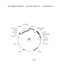 METHODS TO INCREASE ANTIGENICITY OF MEMBRANE-BOUND POLYPEPTIDES PRODUCED     IN PLANTS diagram and image