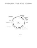 METHODS TO INCREASE ANTIGENICITY OF MEMBRANE-BOUND POLYPEPTIDES PRODUCED     IN PLANTS diagram and image