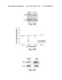 Genetic Lesion Associated with Cancer diagram and image