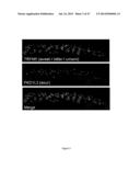 RATIONALE, METHODS, AND ASSAYS FOR IDENTIFYING HUMAN AND NON-HUMAN PRIMATE     TASTE SPECIFIC GENES AND USE THEREOF IN TASTE MODULATOR AND THERAPEUTIC     SCREENING ASSAYS diagram and image