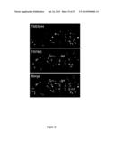 RATIONALE, METHODS, AND ASSAYS FOR IDENTIFYING HUMAN AND NON-HUMAN PRIMATE     TASTE SPECIFIC GENES AND USE THEREOF IN TASTE MODULATOR AND THERAPEUTIC     SCREENING ASSAYS diagram and image