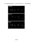 RATIONALE, METHODS, AND ASSAYS FOR IDENTIFYING HUMAN AND NON-HUMAN PRIMATE     TASTE SPECIFIC GENES AND USE THEREOF IN TASTE MODULATOR AND THERAPEUTIC     SCREENING ASSAYS diagram and image