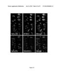 RATIONALE, METHODS, AND ASSAYS FOR IDENTIFYING HUMAN AND NON-HUMAN PRIMATE     TASTE SPECIFIC GENES AND USE THEREOF IN TASTE MODULATOR AND THERAPEUTIC     SCREENING ASSAYS diagram and image