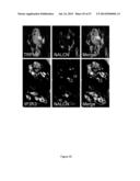 RATIONALE, METHODS, AND ASSAYS FOR IDENTIFYING HUMAN AND NON-HUMAN PRIMATE     TASTE SPECIFIC GENES AND USE THEREOF IN TASTE MODULATOR AND THERAPEUTIC     SCREENING ASSAYS diagram and image